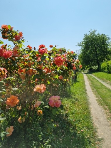 Haie fleurie