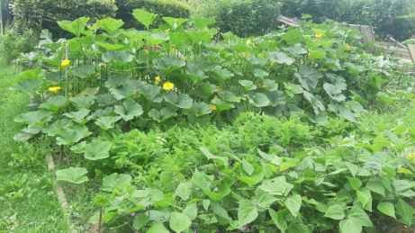 Culture de courgettes