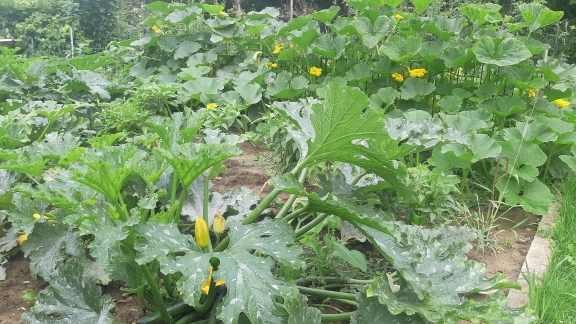 Potager d'été