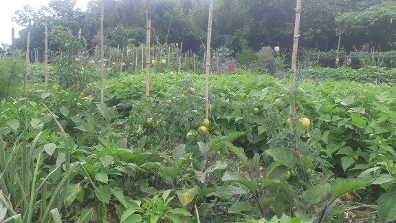 Potager vert