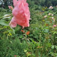 Rose aux jardins