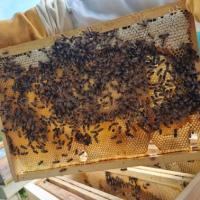 Cadre de ruche avec miel