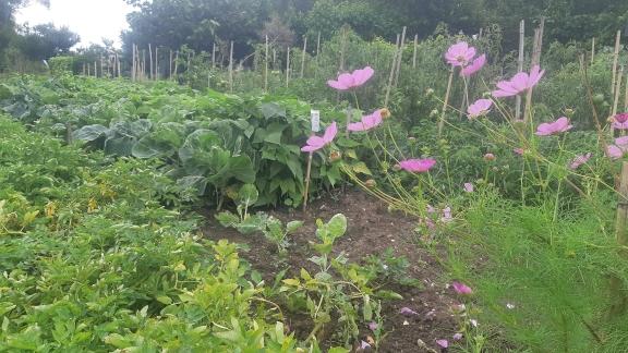 Potager de Nicolas